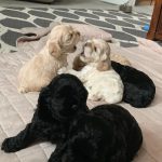 Silver & Black Cocker Spaniel Puppies for Sale