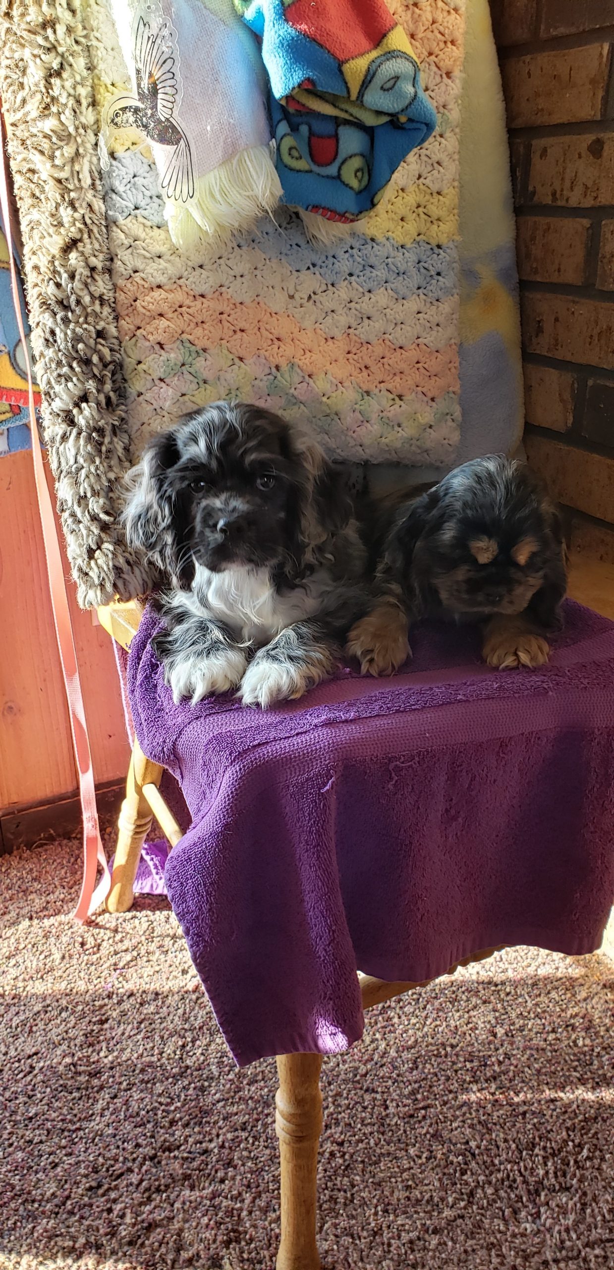 Parti Color Cocker Spaniels - Puppies For Sale at Penny Lane Cocker Spaniels